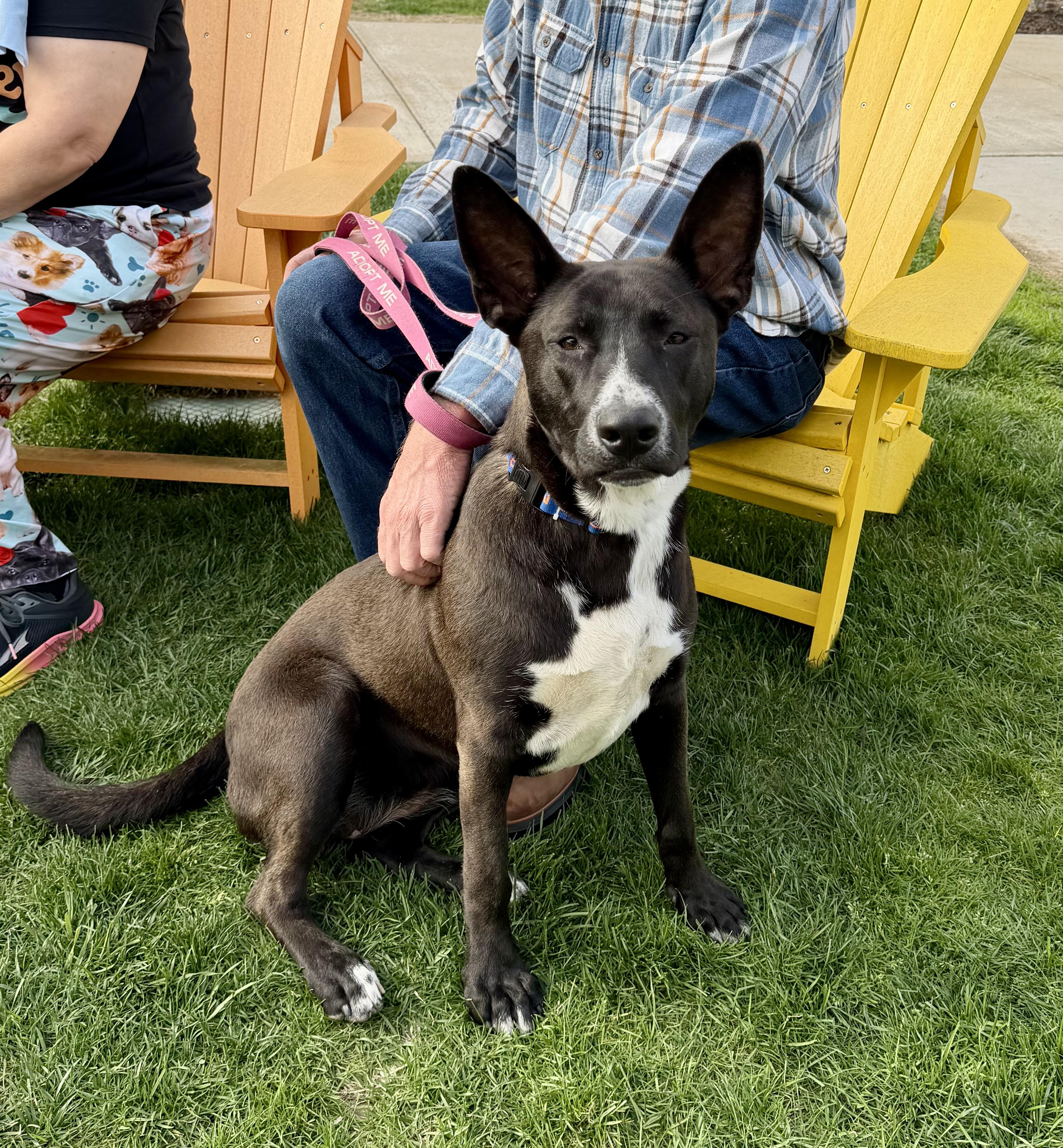 Enlarge Sparkler, an adoptable mixed breed in Watertown, CT image 1/6