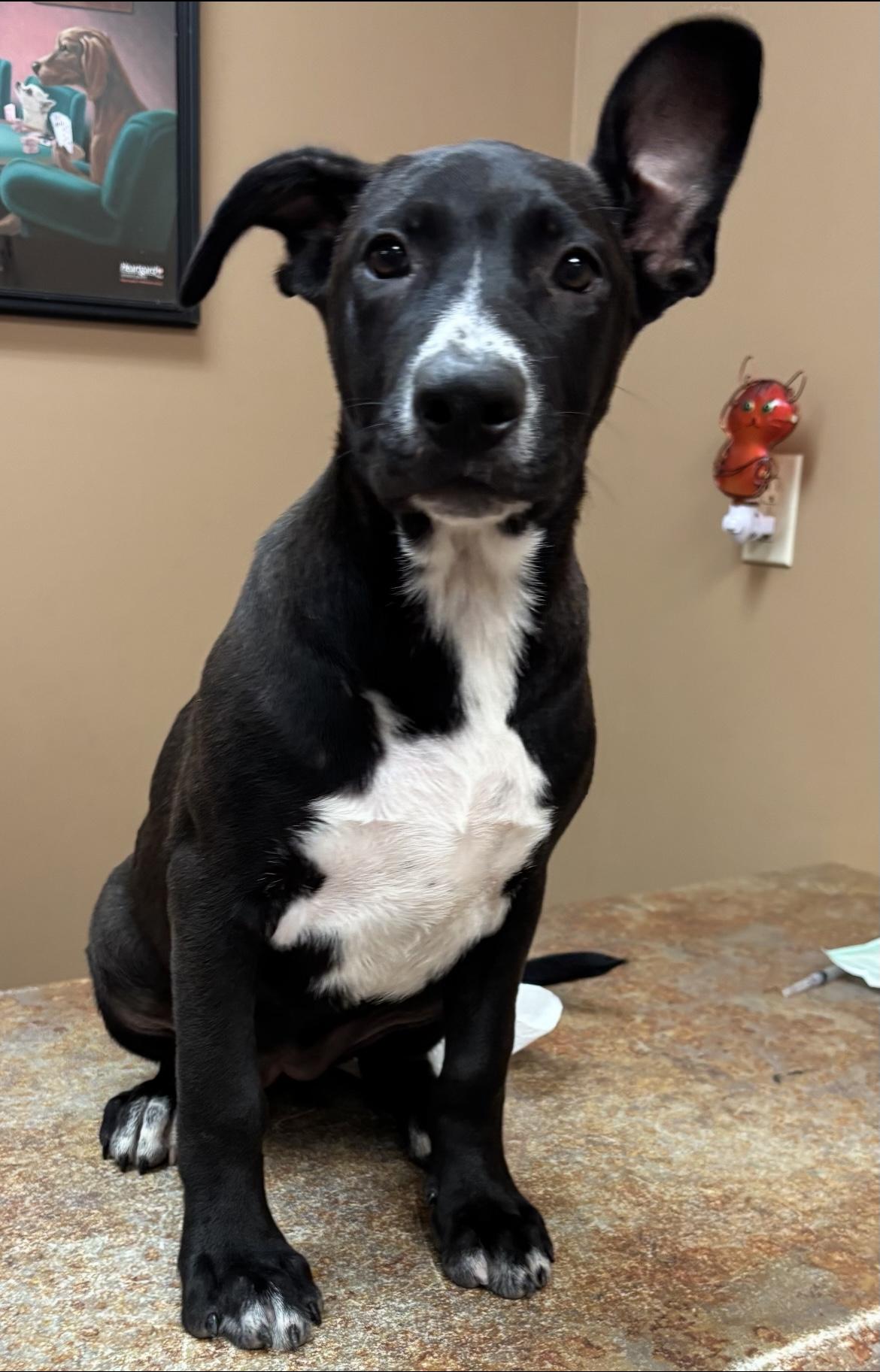 Sparkler, a Adoptable mixed breed in Watertown, CT image 3/4