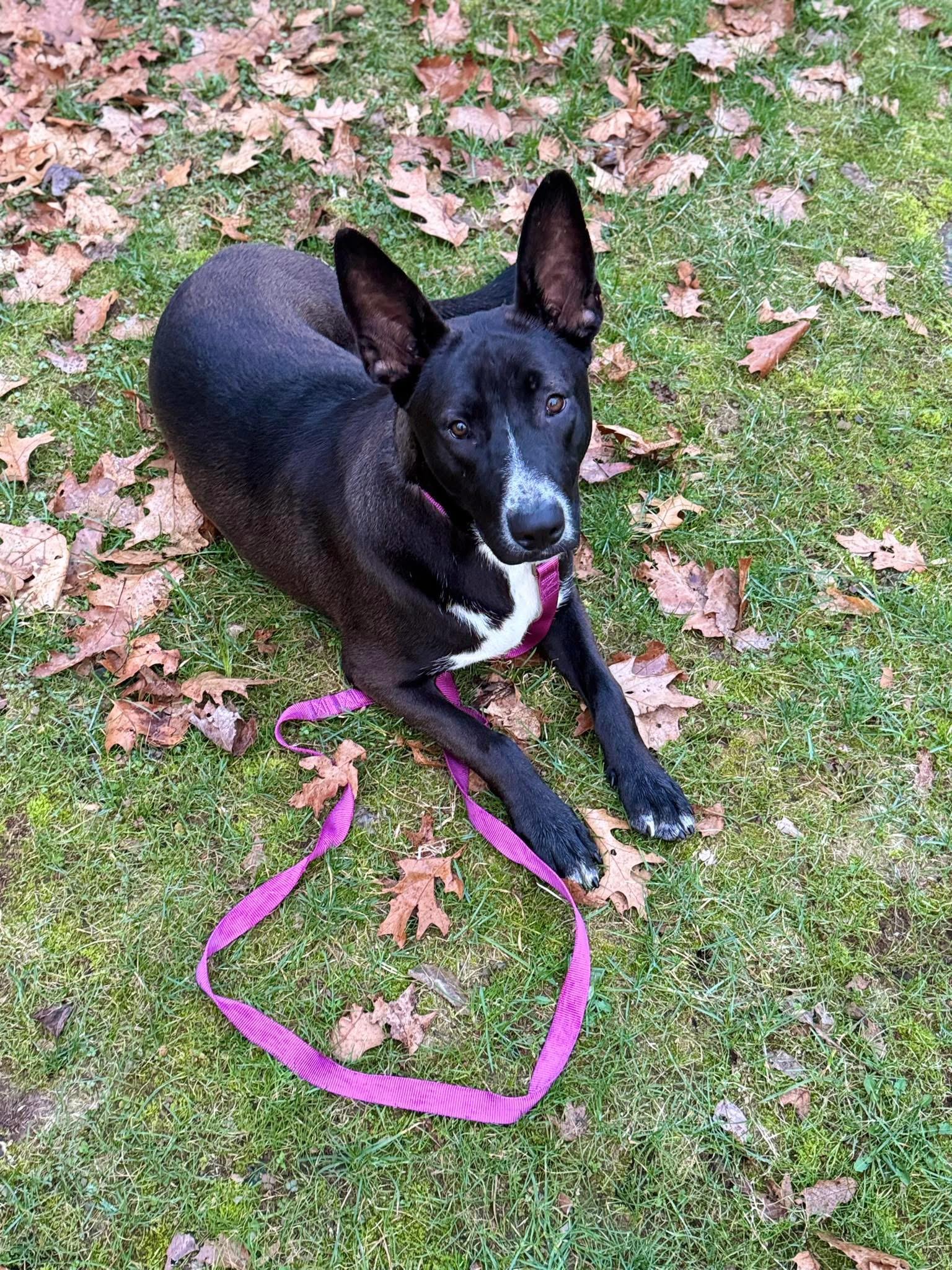 Enlarge Sparkler, an adoptable mixed breed in Watertown, CT image 6/6