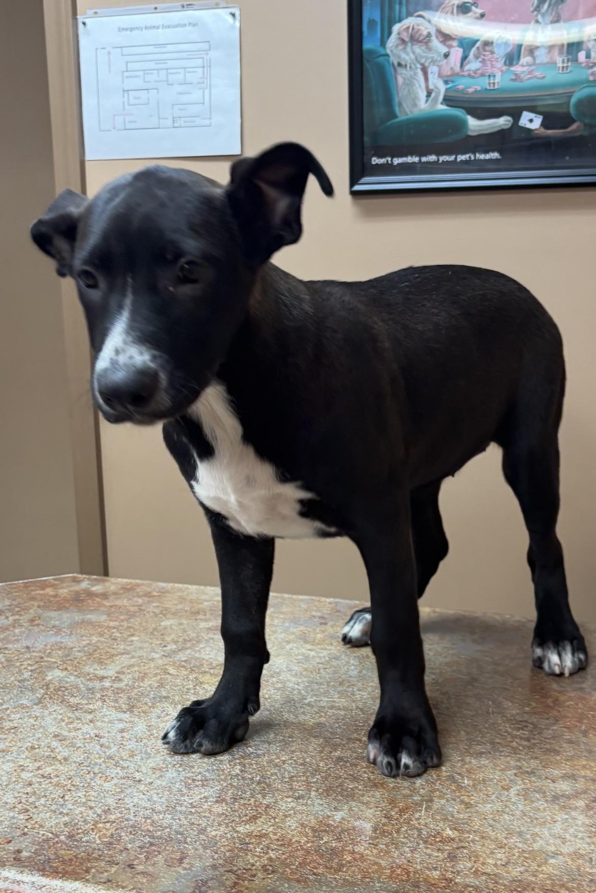 Sparkler, a Adoptable mixed breed in Watertown, CT image 4/4