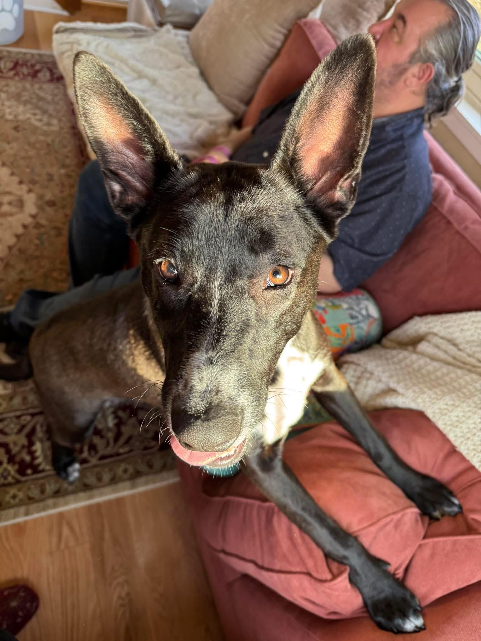 Sparkler, adoptable, Young Female Border Collie & Boxer.