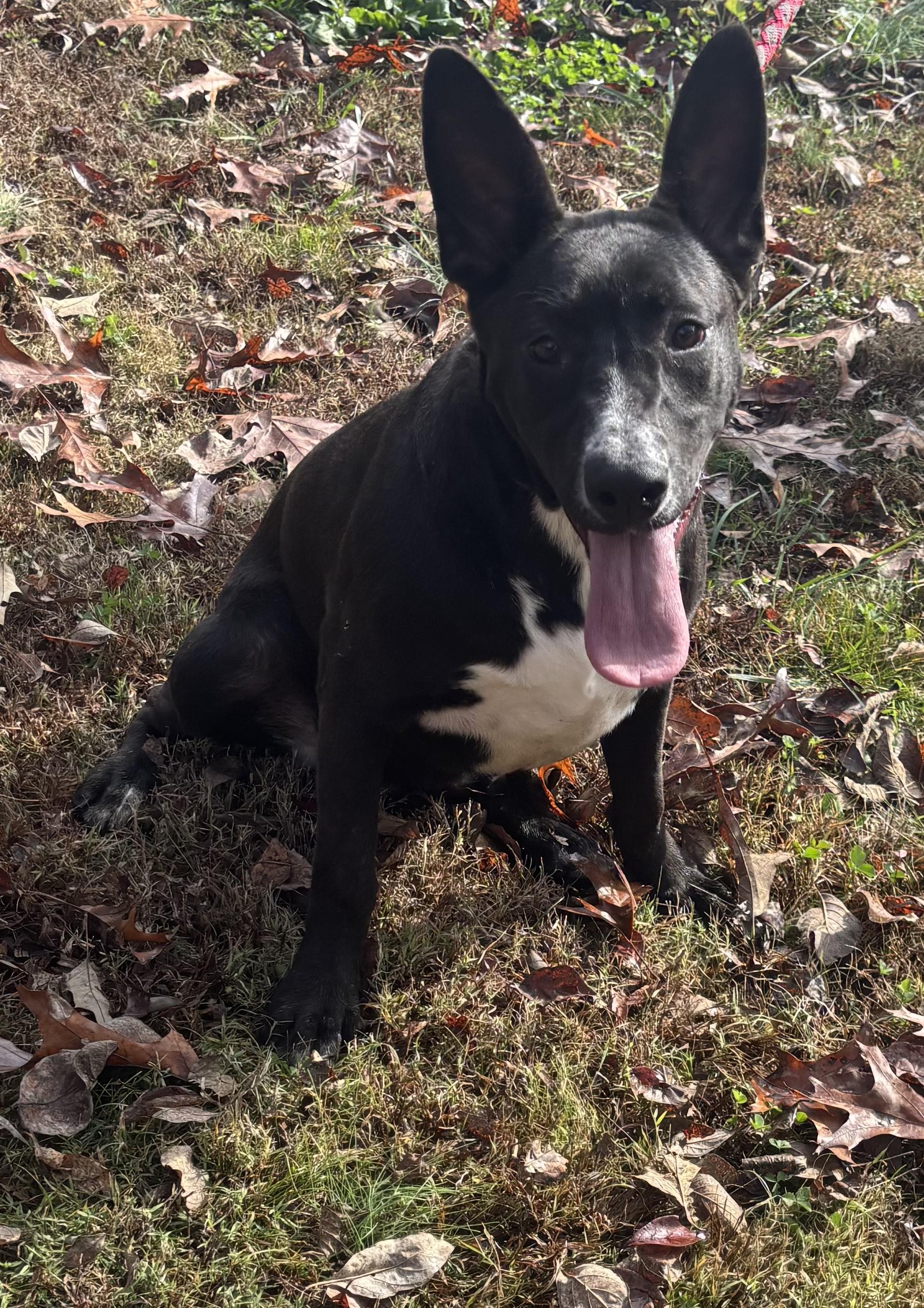 Sparkler, a Adoptable mixed breed in Watertown, CT image 2/4