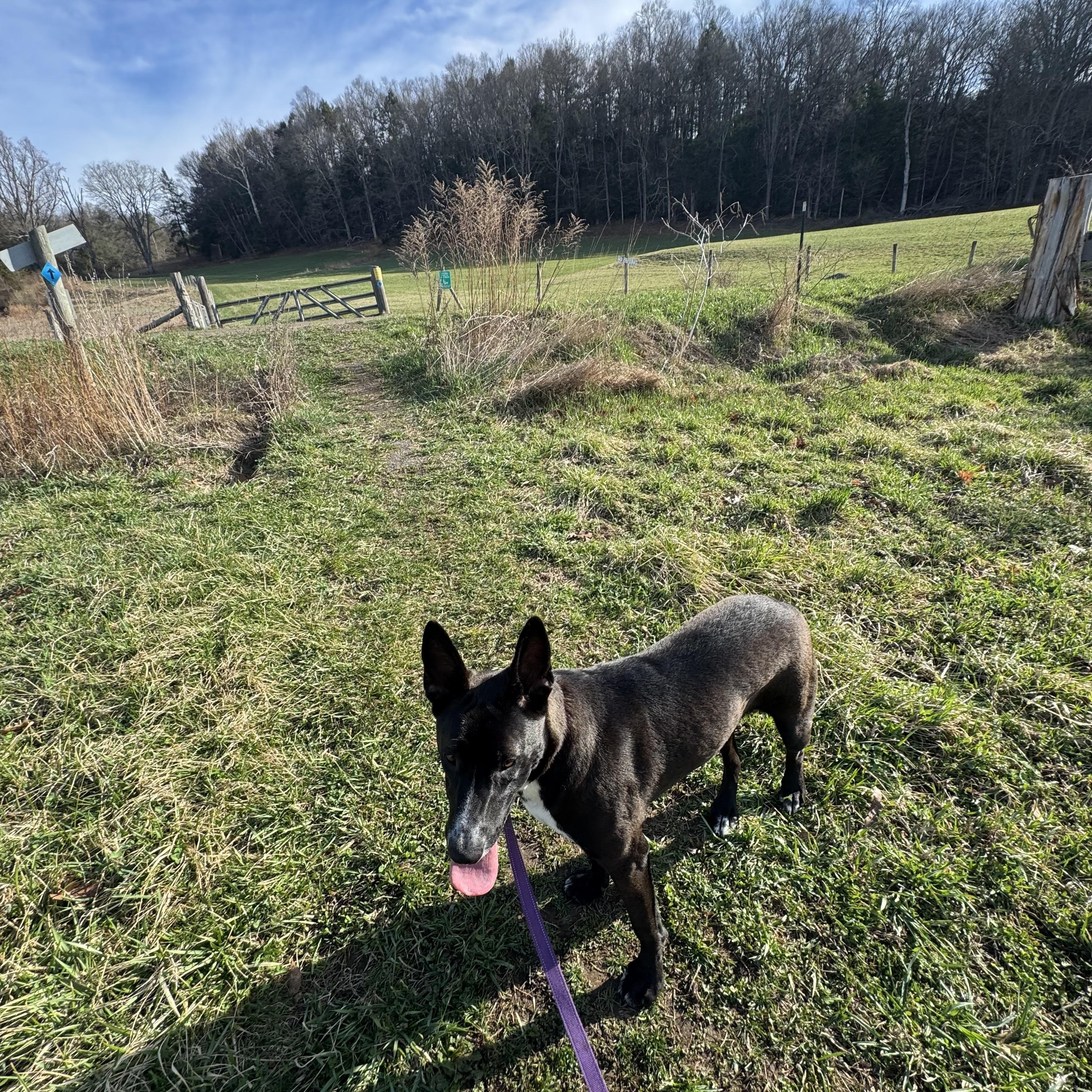 Enlarge Sparkler, an adoptable mixed breed in Watertown, CT image 5/6