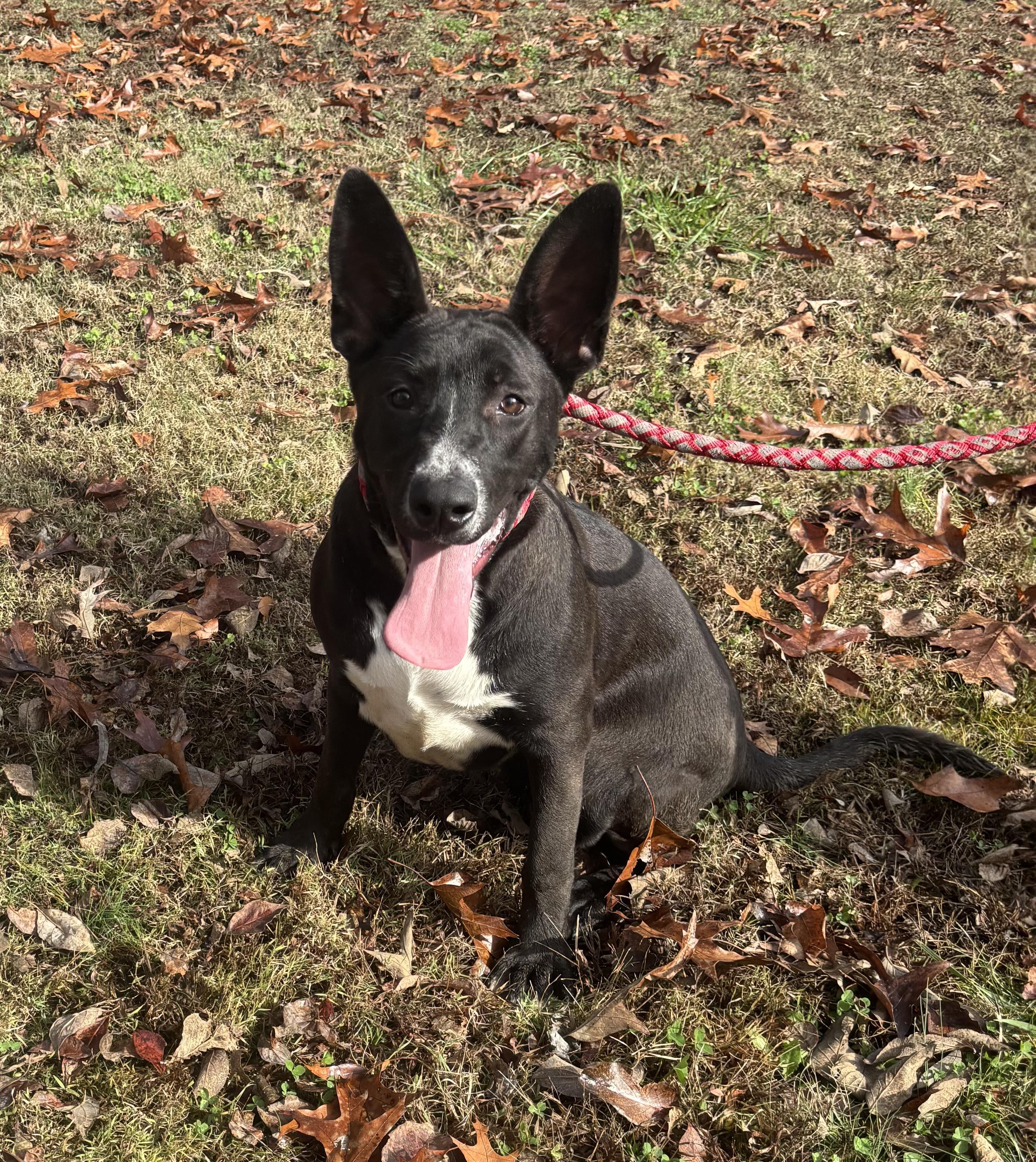Sparkler, Adoptable, Puppy Female Border Collie & Boxer.