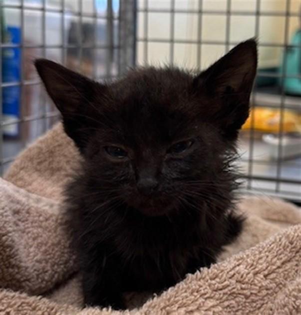 PHOENIX, Adoptable, Kitten Female Domestic Short Hair.