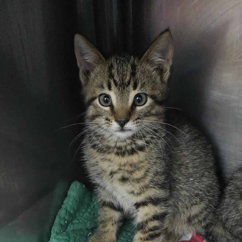 Quill 26-0371, a Adoptable Domestic Short Hair in Yanceyville, NC image 2/3