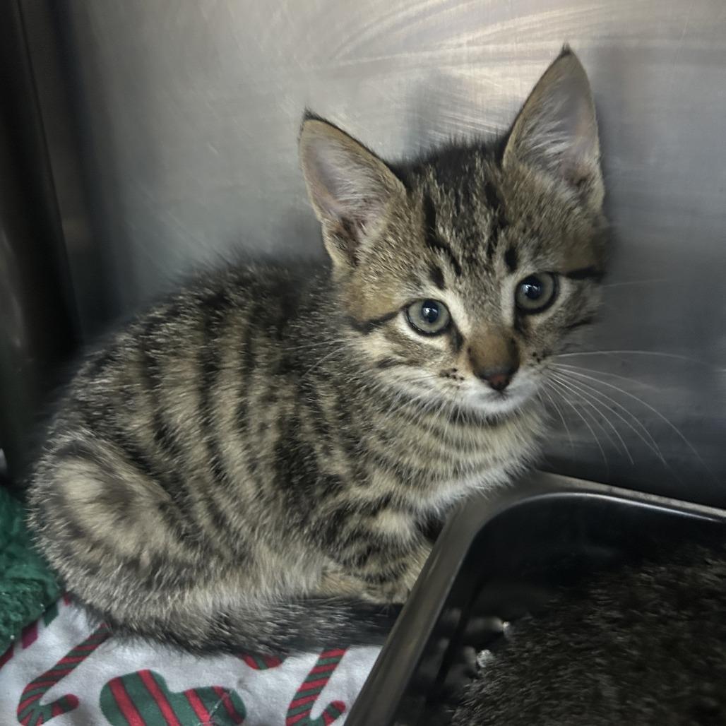 Quill 26-0371, a Adoptable Domestic Short Hair in Yanceyville, NC image 3/3