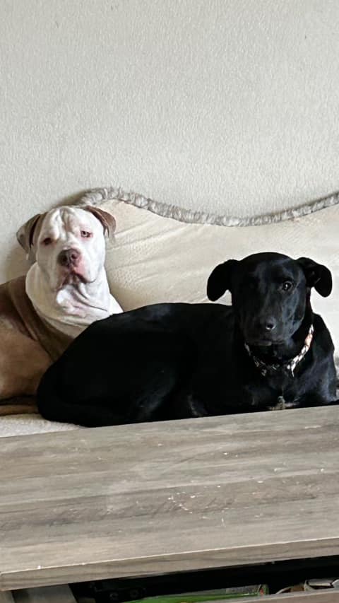 Charlie, a Adoptable Black Labrador Retriever in Pflugerville, TX image 1/4