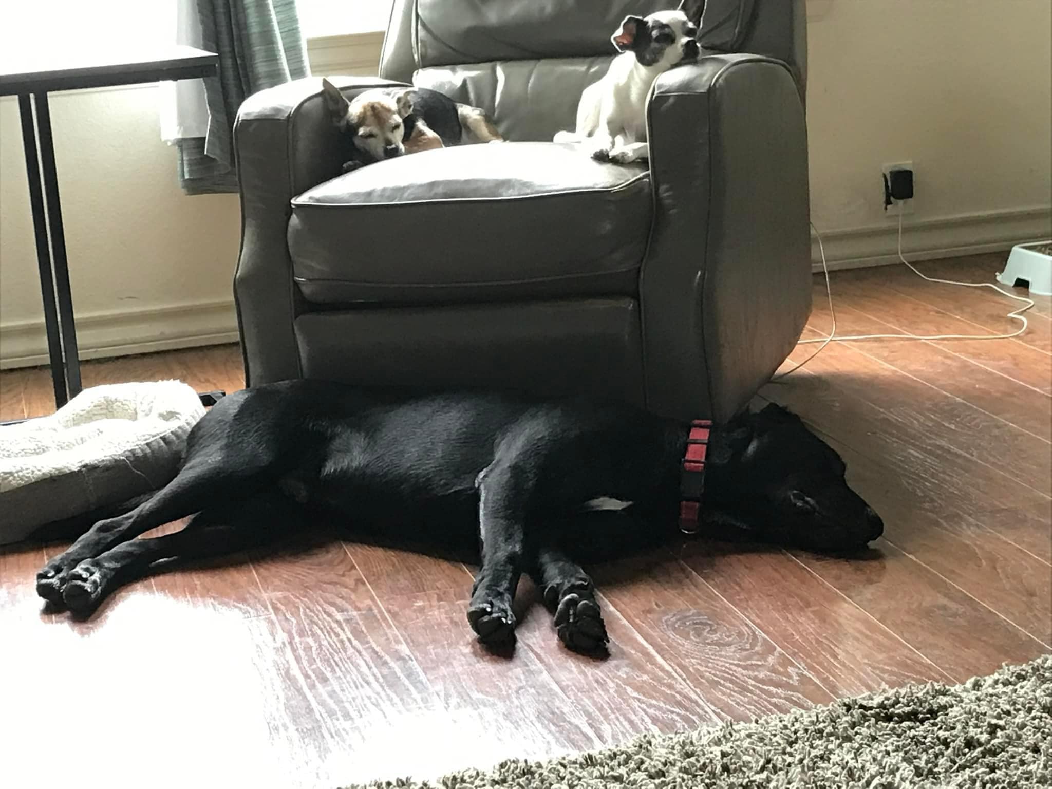 Charlie, a Adoptable Black Labrador Retriever in Pflugerville, TX image 4/4