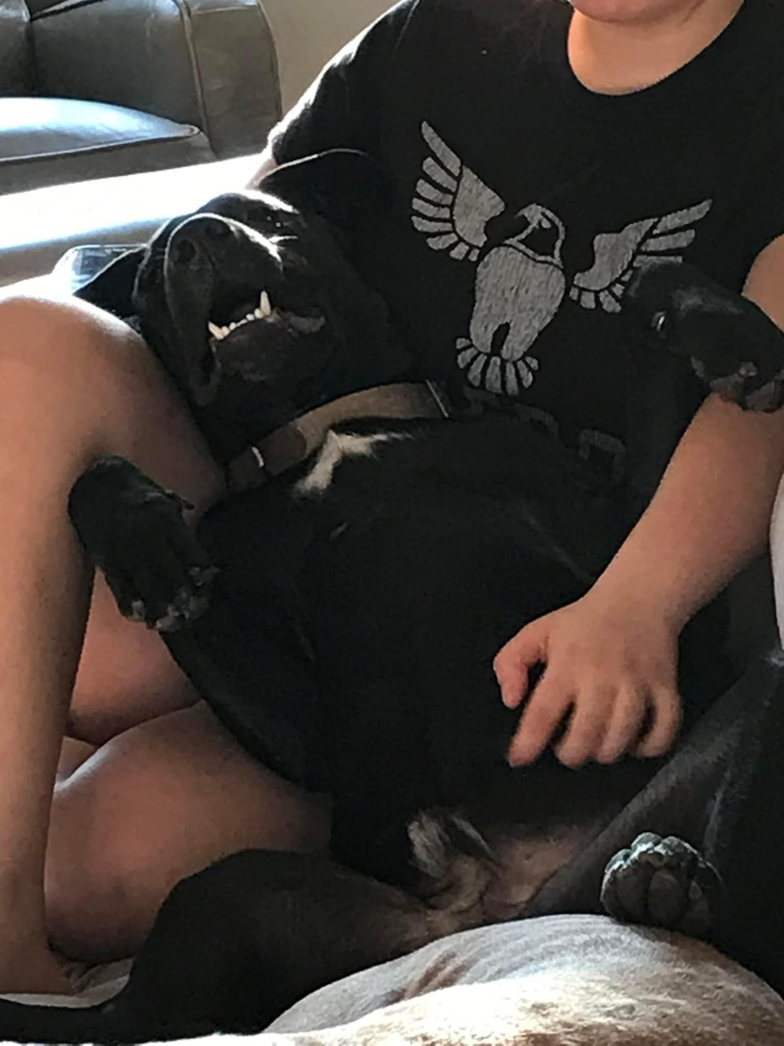 Charlie, a Adoptable Black Labrador Retriever in Pflugerville, TX image 3/4