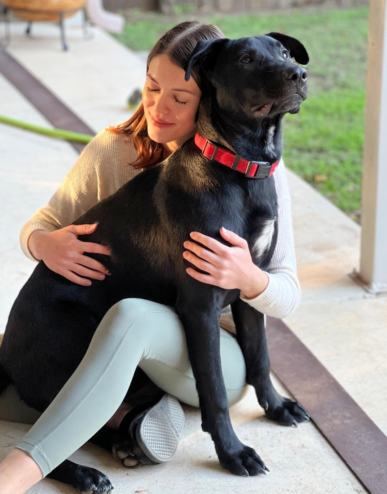 Charlie, a Adoptable Black Labrador Retriever in Pflugerville, TX image 2/4