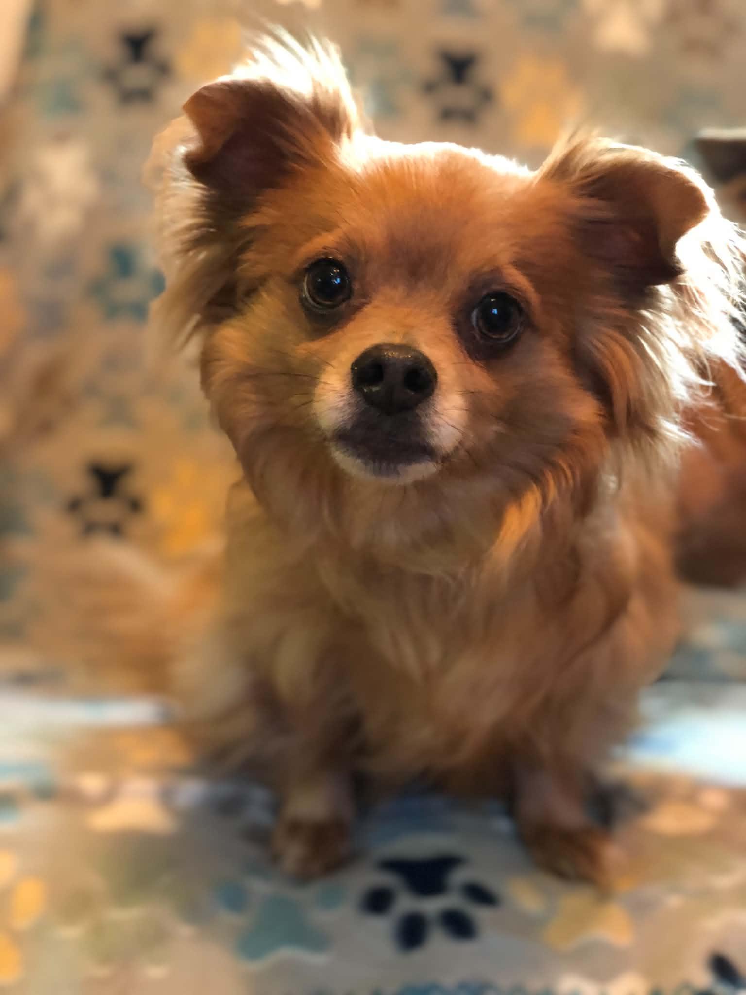 Enlarge Niko, an adopted mixed breed in Campton, KY image 4/6