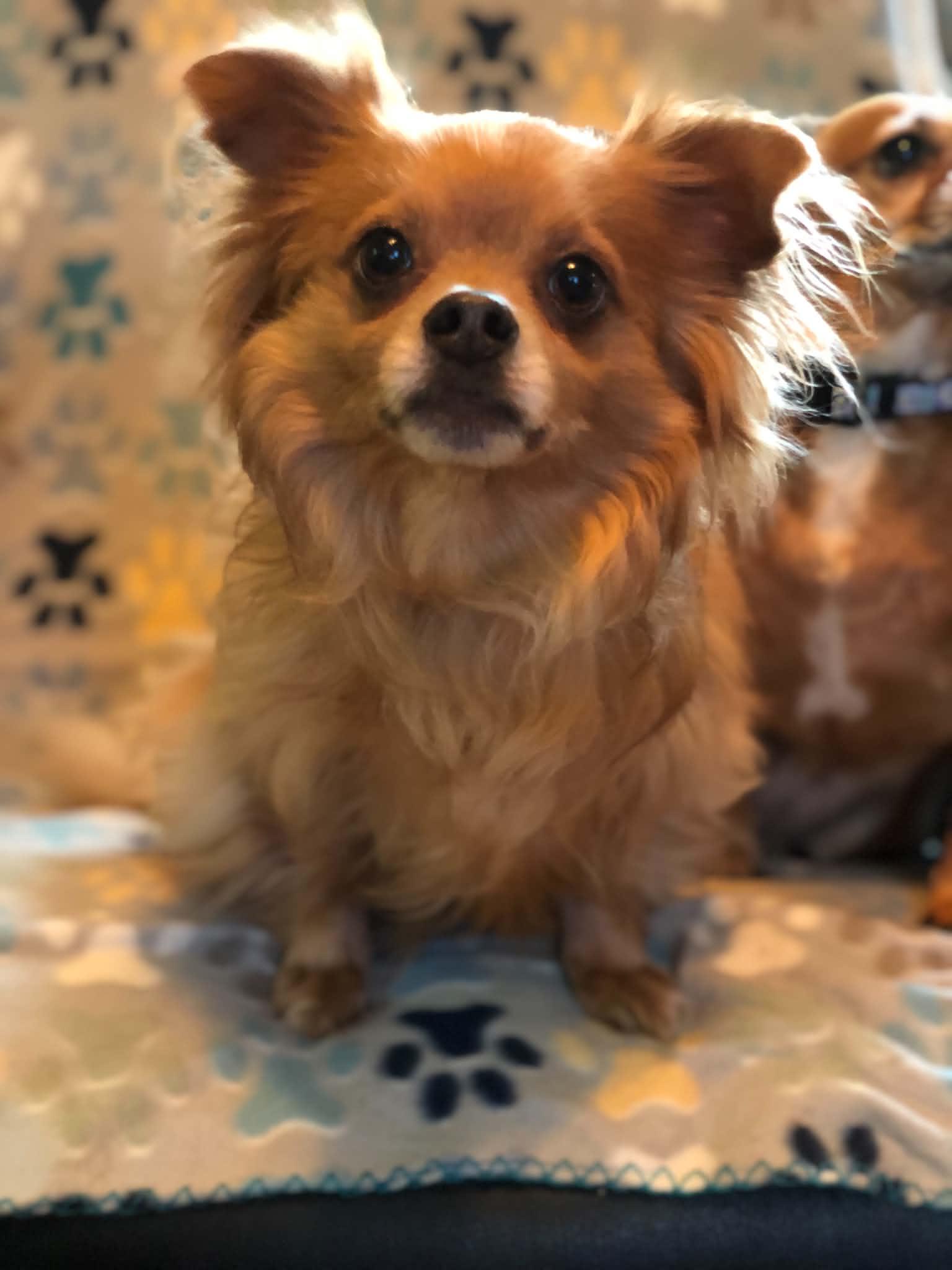 Enlarge Niko, an adopted mixed breed in Campton, KY image 1/6