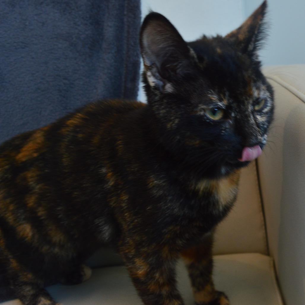 Ogopogo, Adoptable, Young Female Domestic Short Hair.