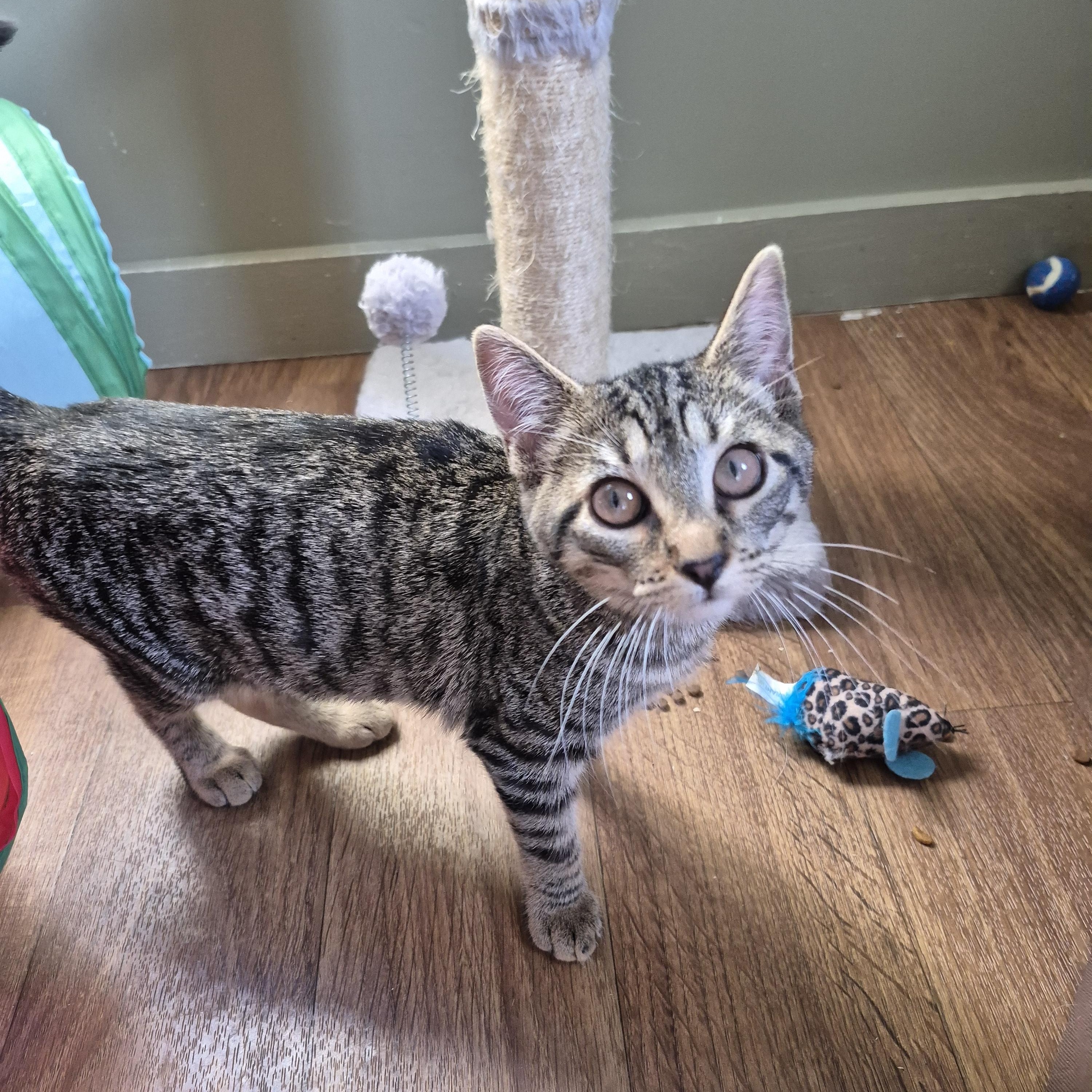 Diamond, an adopted Domestic Short Hair in Tioga, PA image 2/6