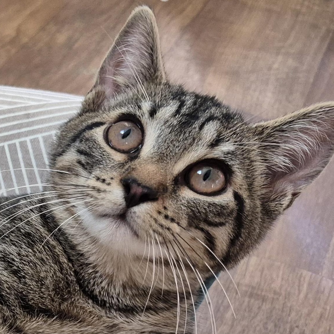 Diamond, an adopted Domestic Short Hair in Tioga, PA image 1/6