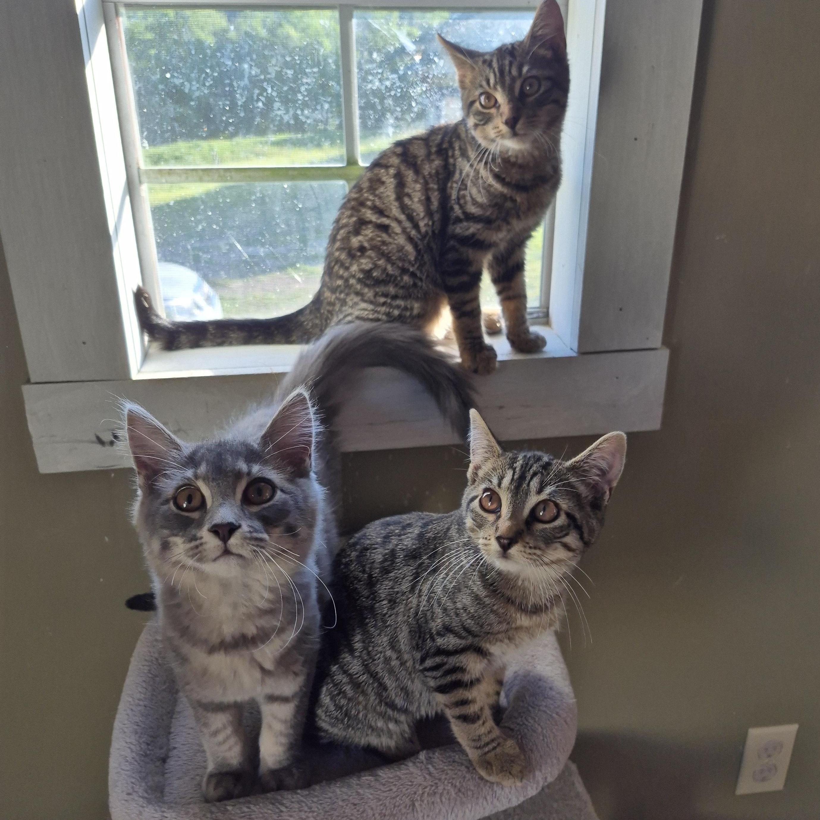 Diamond, an adopted Domestic Short Hair in Tioga, PA image 6/6