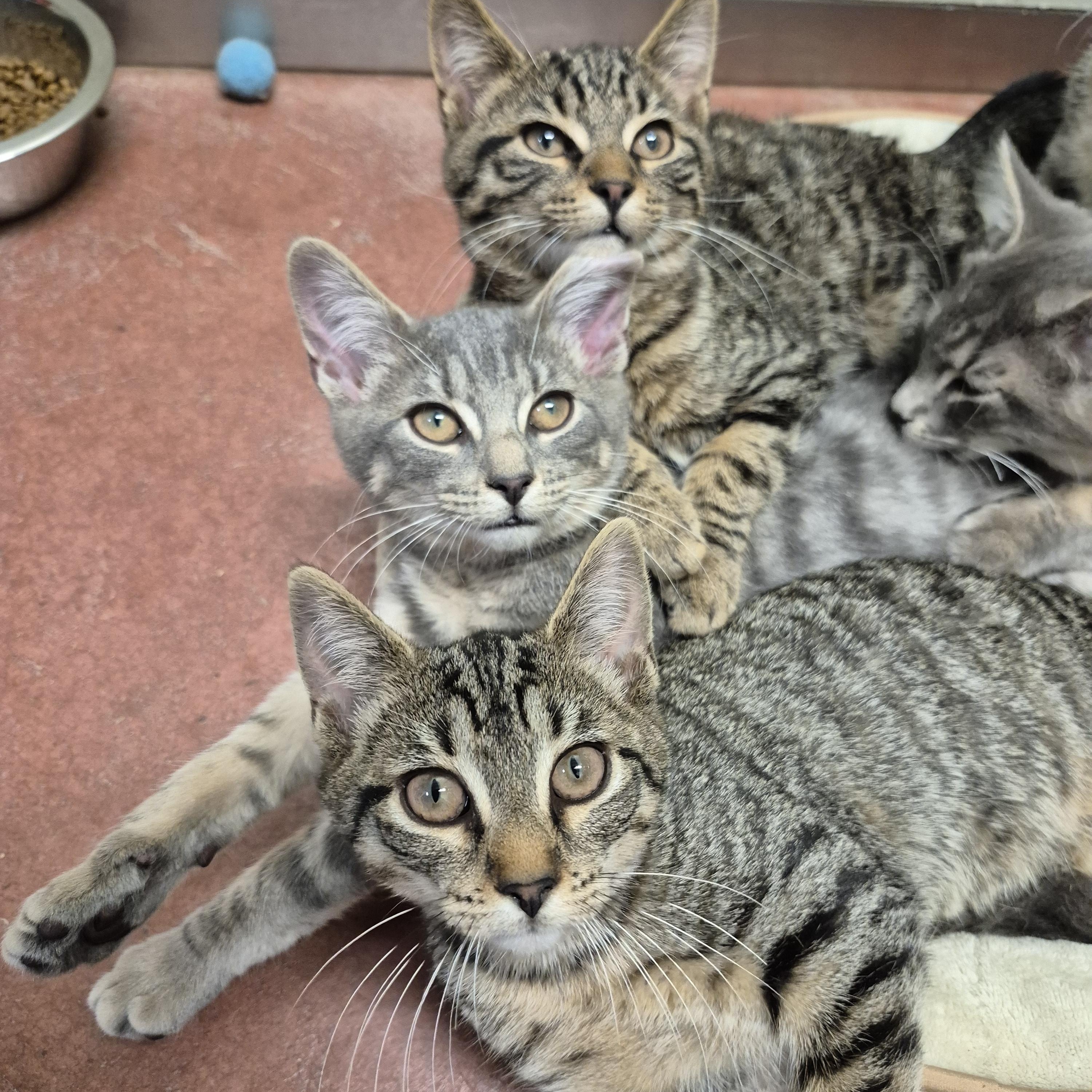 Diamond, an adopted Domestic Short Hair in Tioga, PA image 4/6