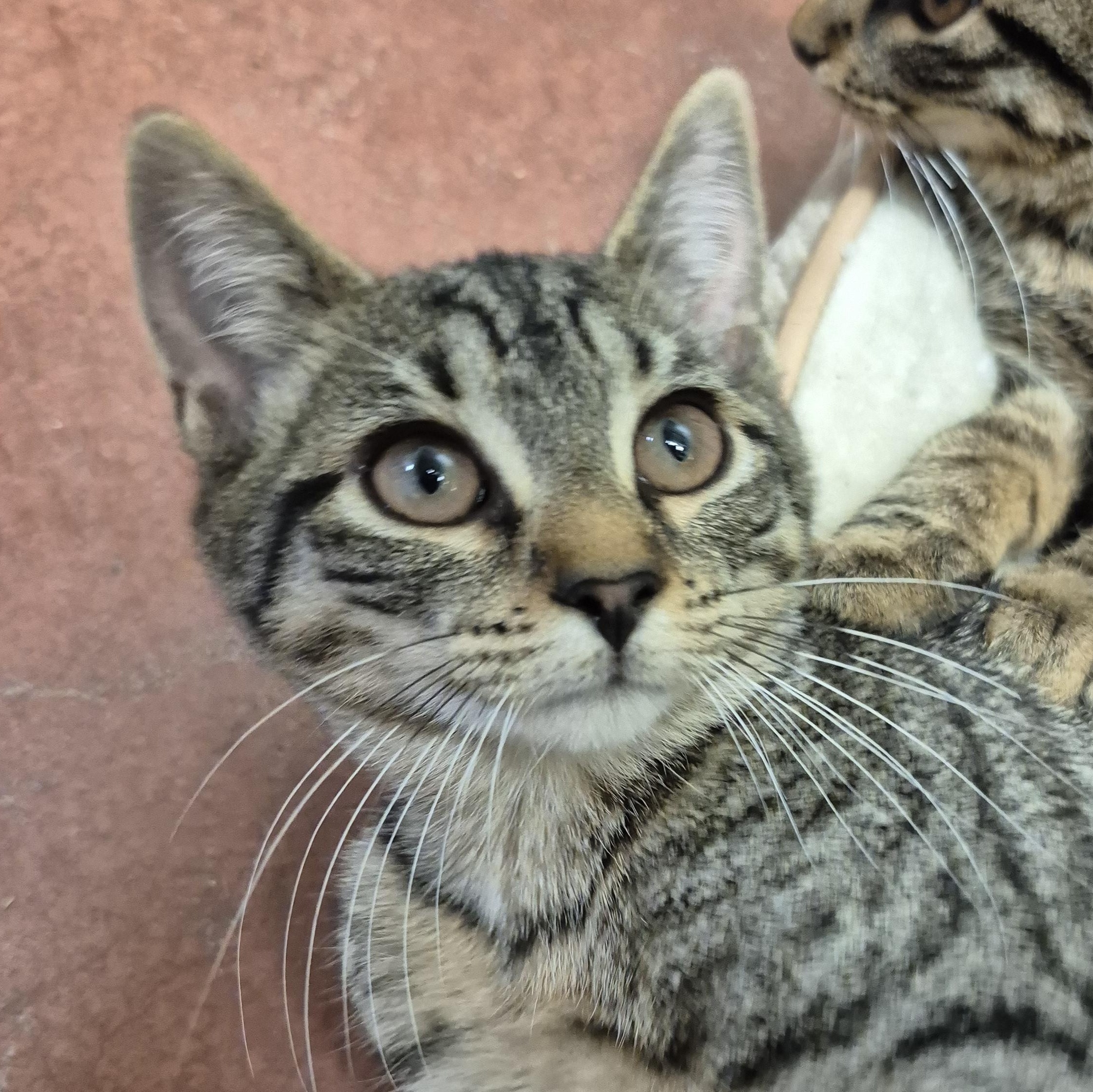Diamond, an adopted Domestic Short Hair in Tioga, PA image 3/6