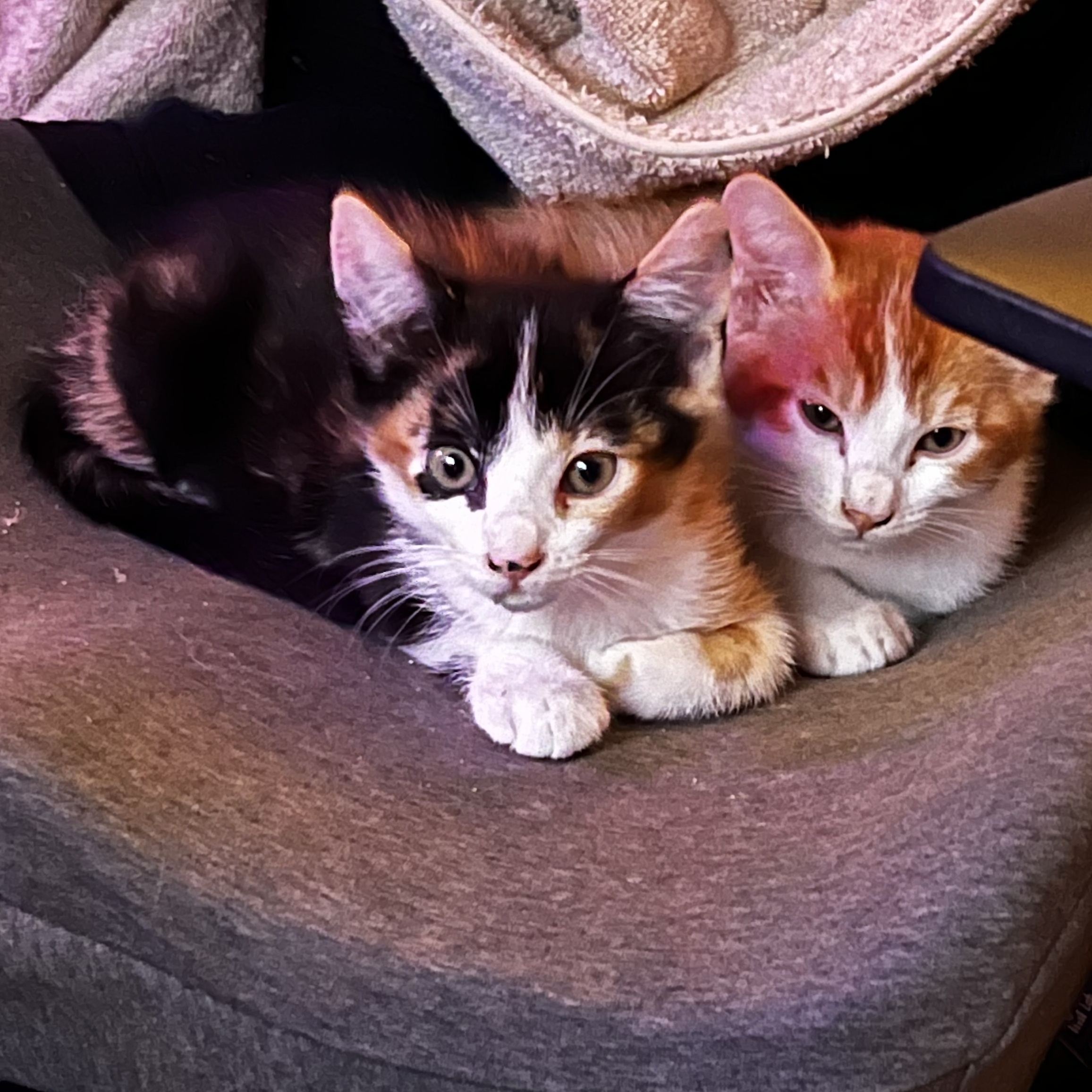 Samosa (pair bonded to Sammy), a Adopted Calico in Sacramento, CA image 2/2