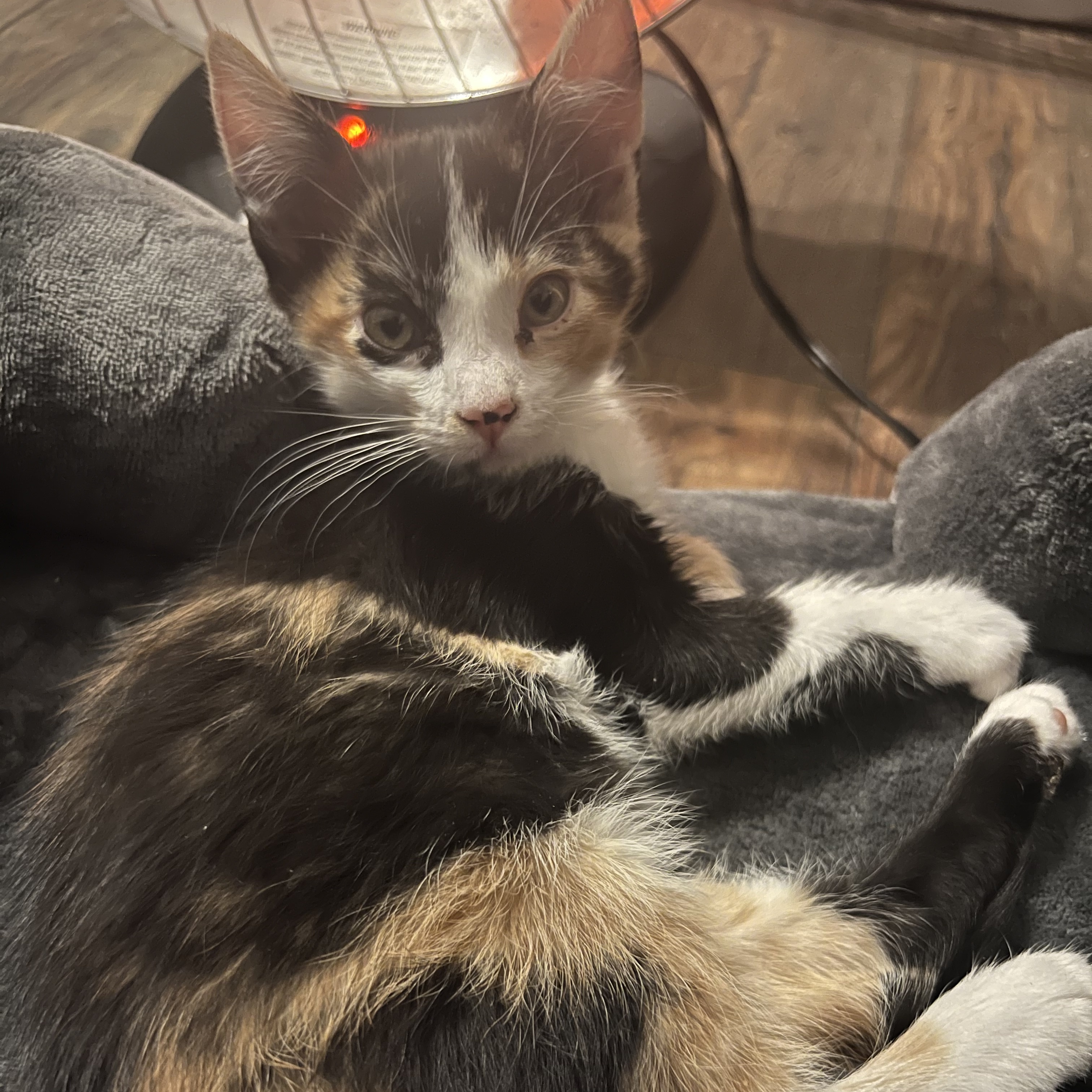 Samosa (pair bonded to Sammy), a Adopted Calico in Sacramento, CA image 1/2