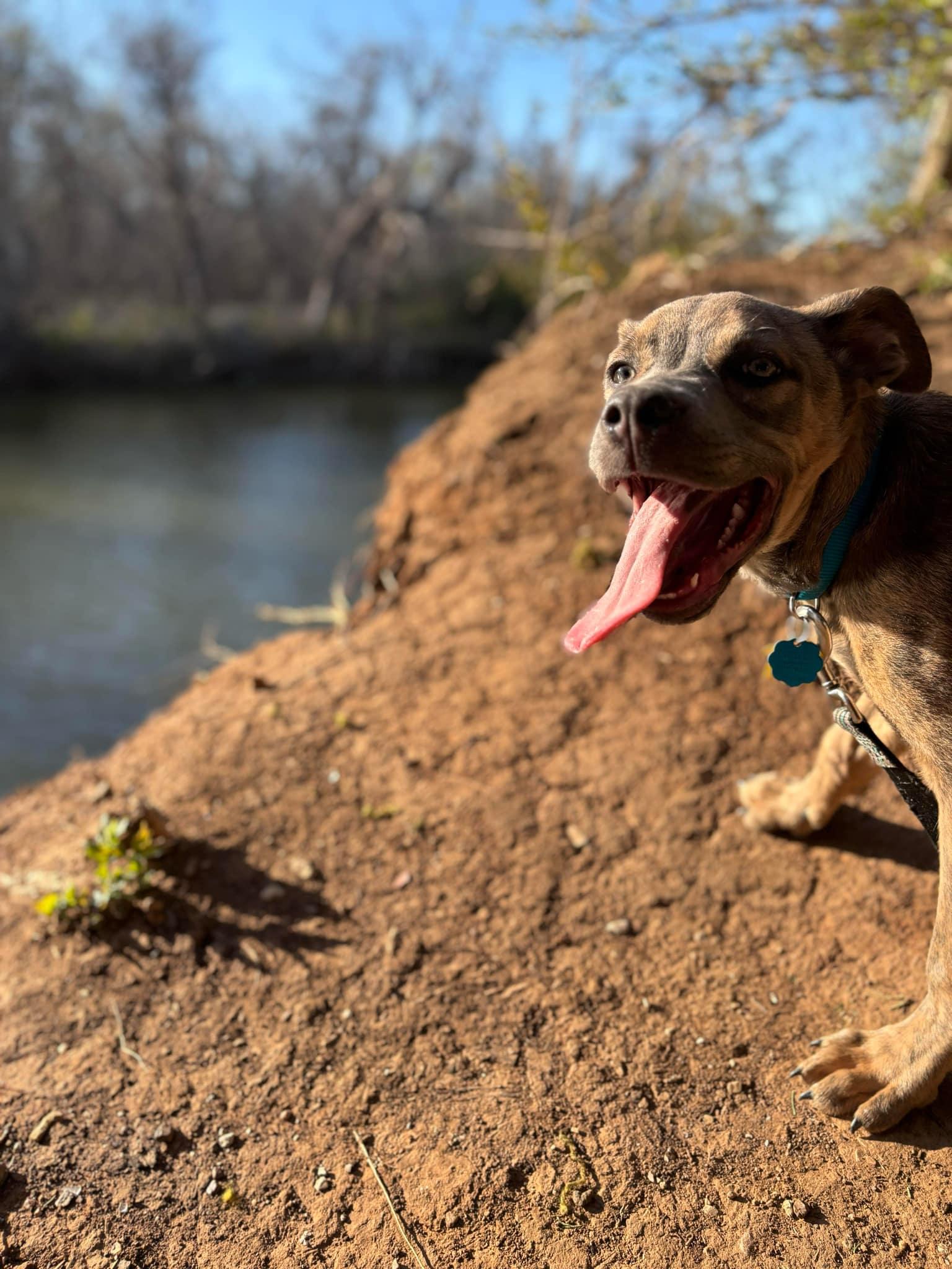 Charlie A450653 FosterHome