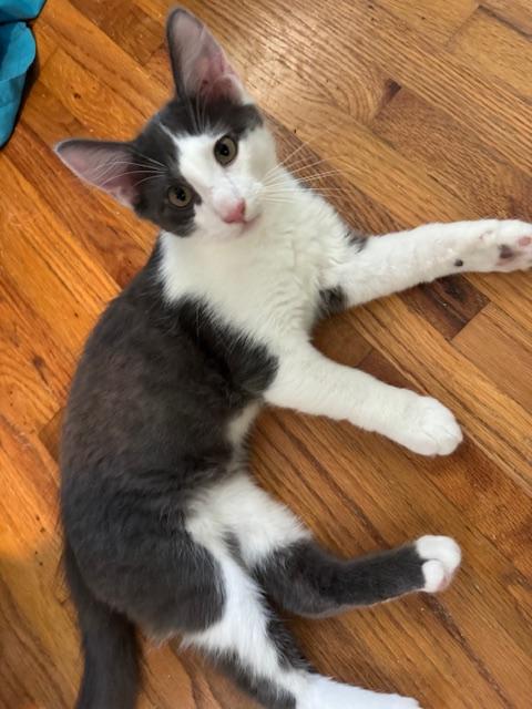 Otis (6 months), Adoptable, Kitten Male Domestic Short Hair.