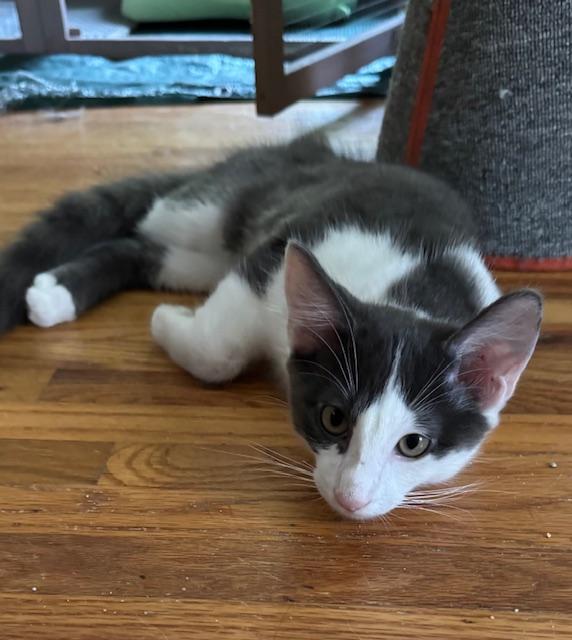 Otis (6 months), a Adoptable Domestic Short Hair in Los Angeles, CA image 2/5