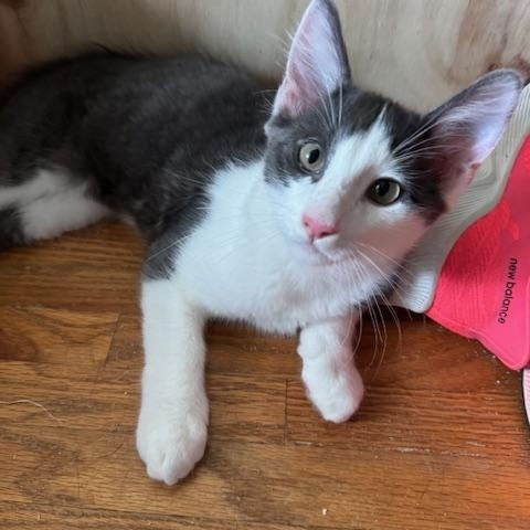 Otis (6 months), a Adoptable Domestic Short Hair in Los Angeles, CA image 3/5