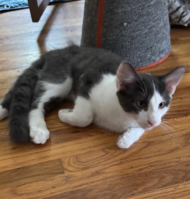 Otis (6 months), a Adoptable Domestic Short Hair in Los Angeles, CA image 4/5