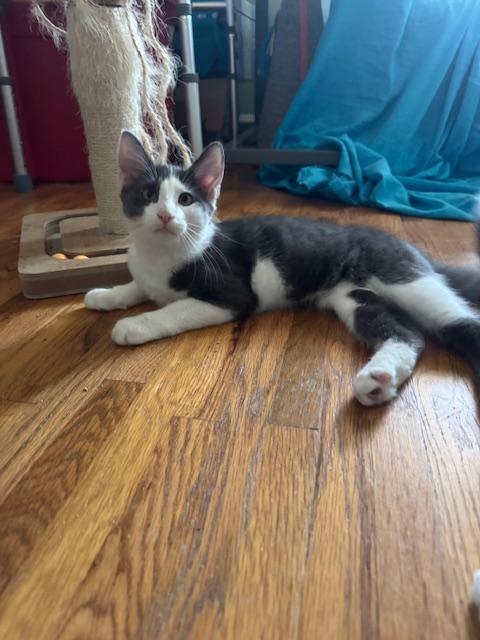 Otis (6 months), a Adoptable Domestic Short Hair in Los Angeles, CA image 5/5