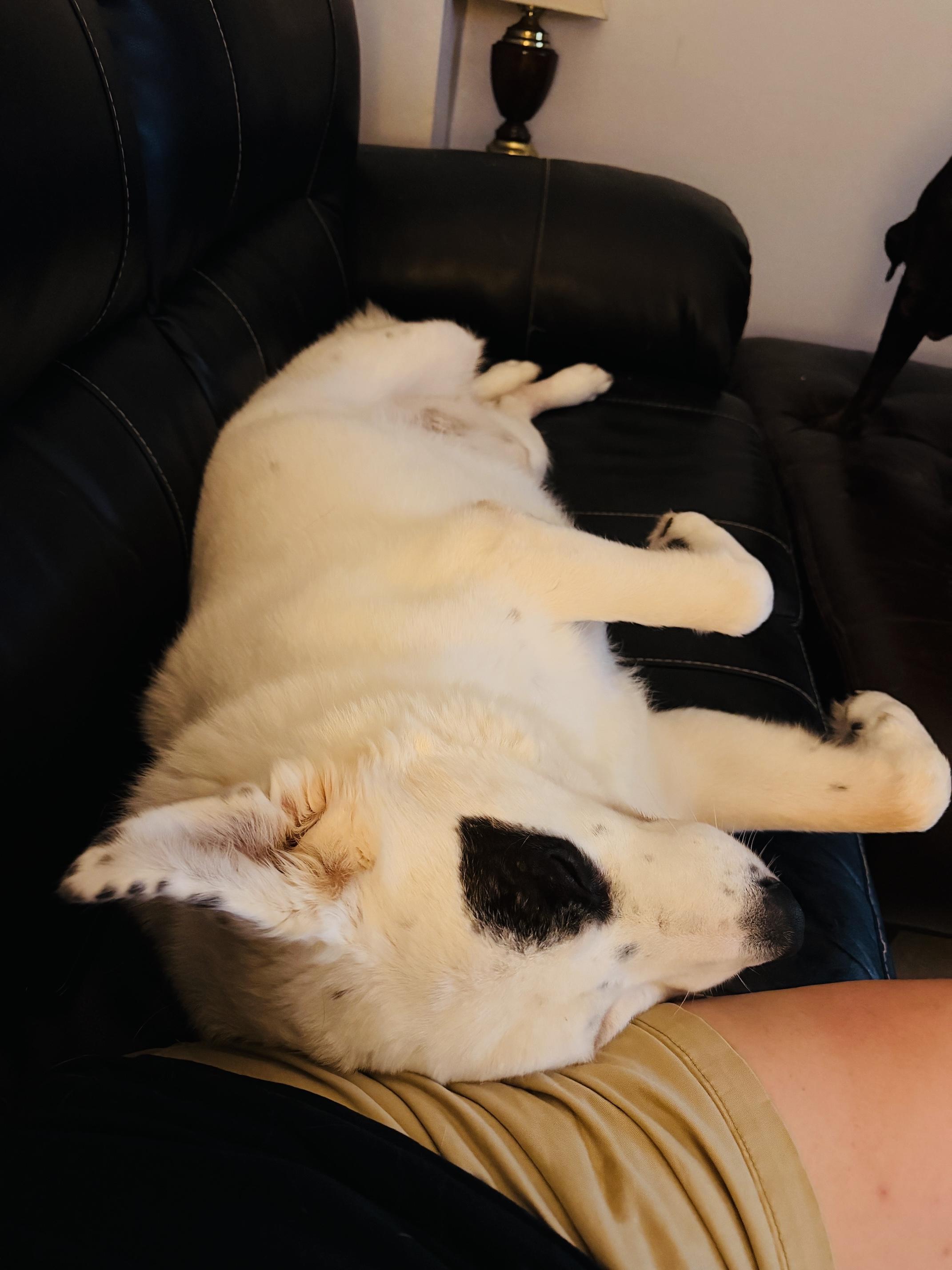 BILL, an adopted mixed breed in Broken Arrow, OK image 4/5