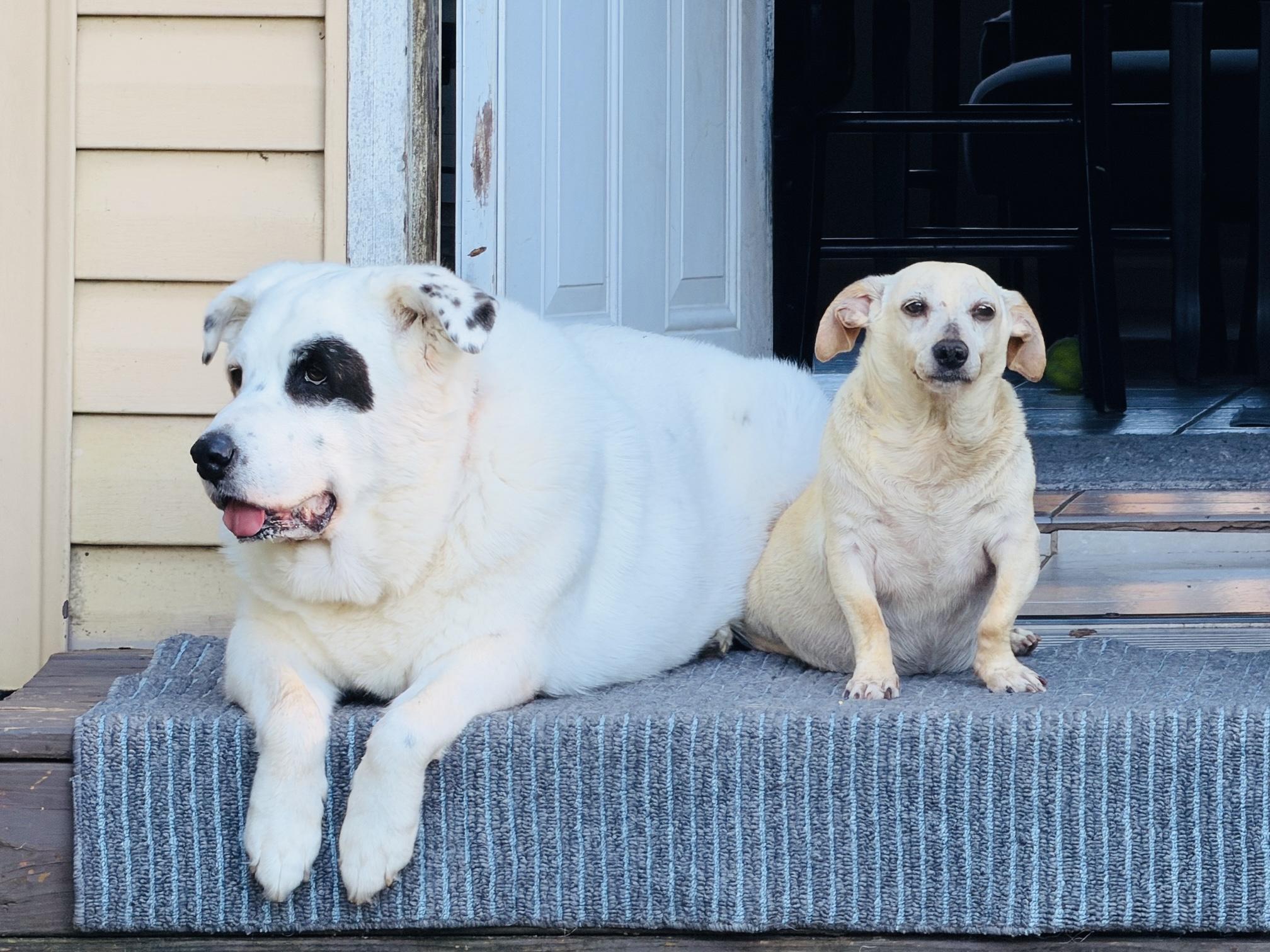 BILL, an adopted mixed breed in Broken Arrow, OK image 2/5