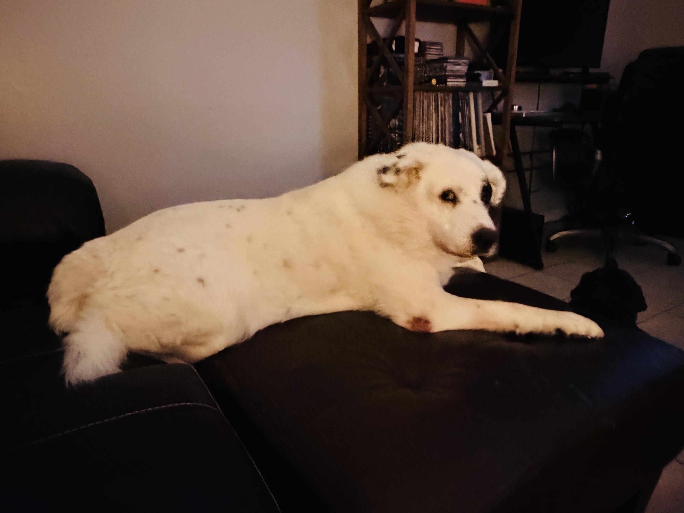 BILL, an adopted mixed breed in Broken Arrow, OK image 5/5