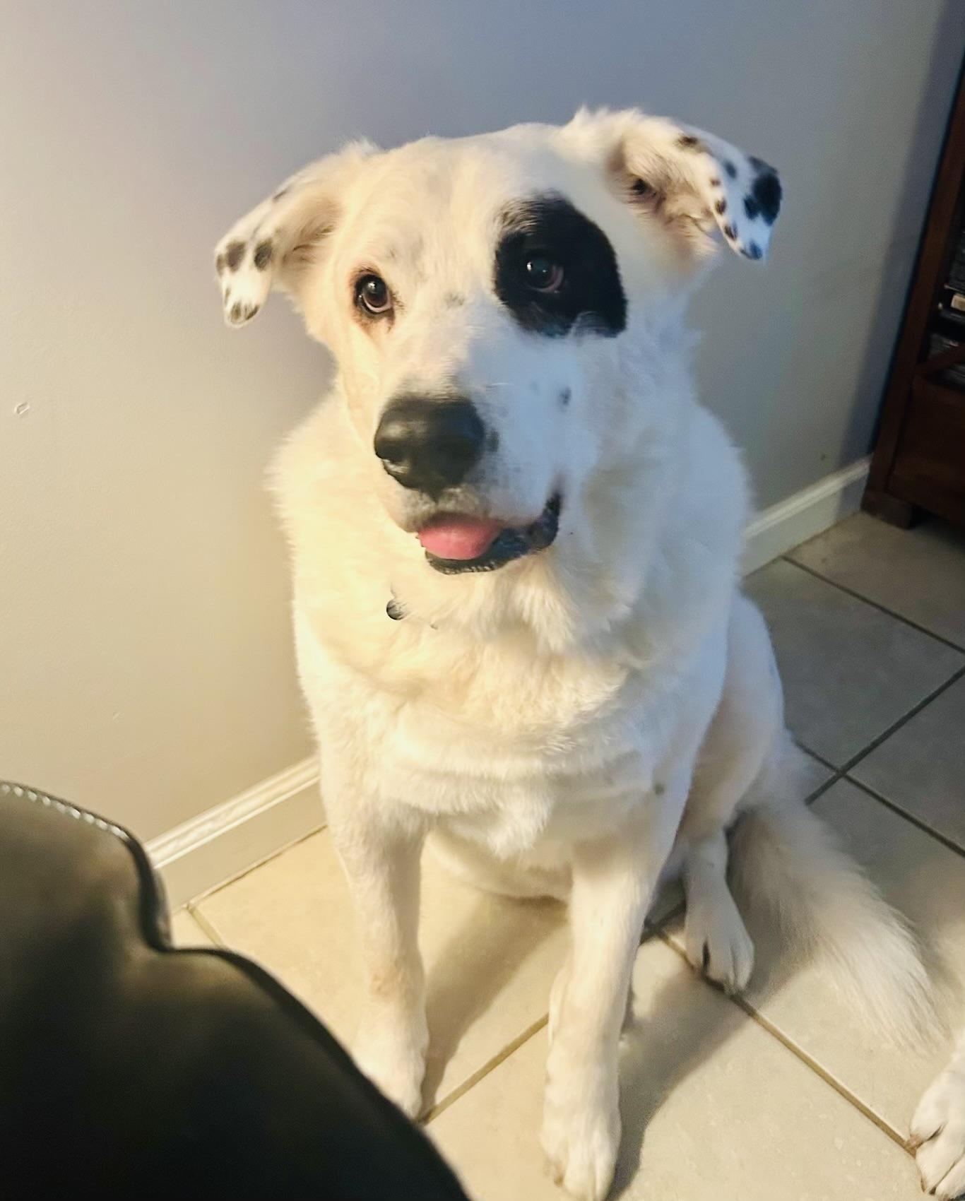 BILL, ADOPTABLE, Senior Male Labrador Retriever.