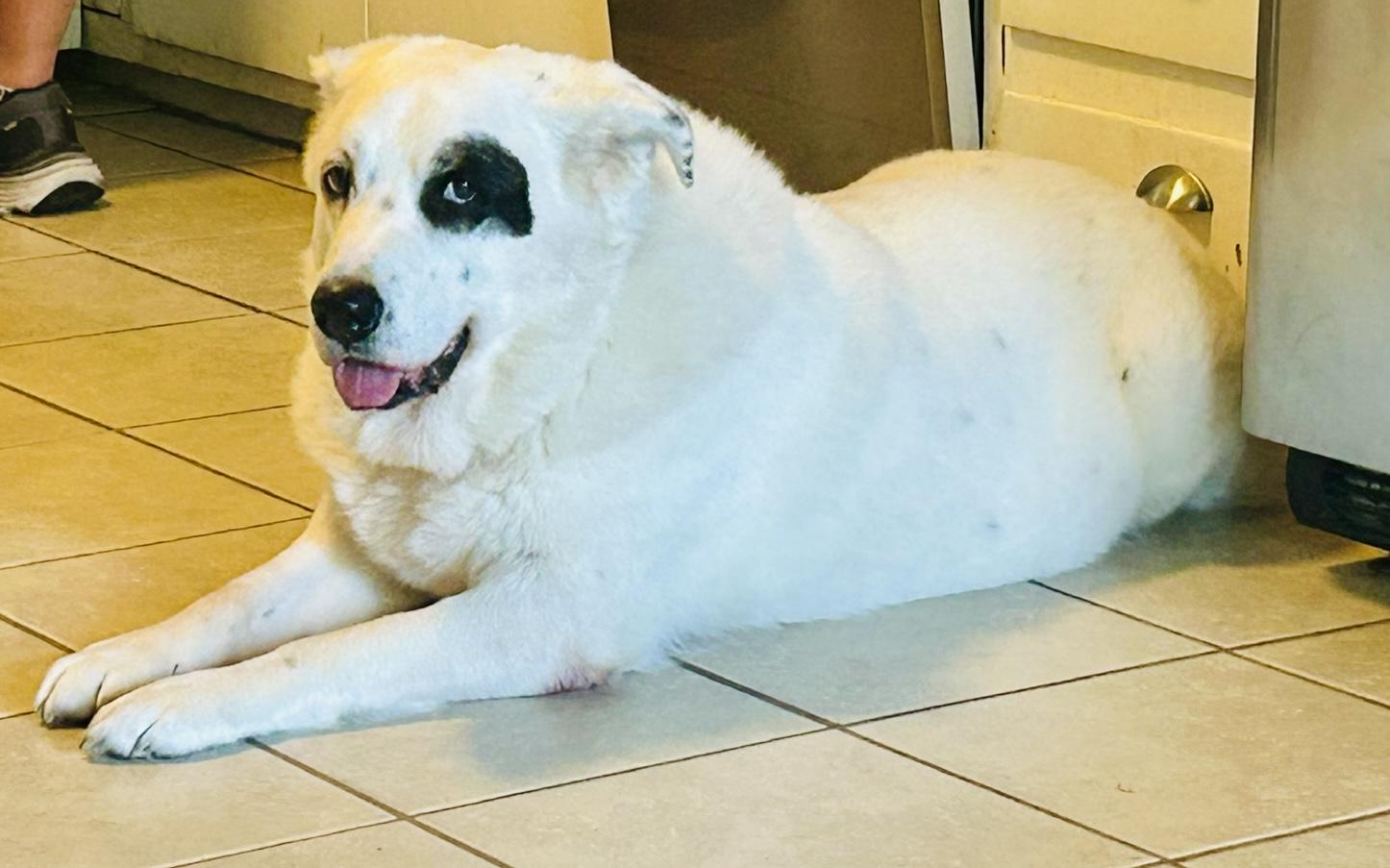 BILL, an adopted mixed breed in Broken Arrow, OK image 3/5