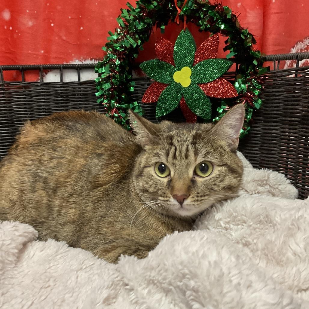 Enlarge Brown Sugar, a Adoptable Domestic Short Hair in Henderson, NV image 1/1