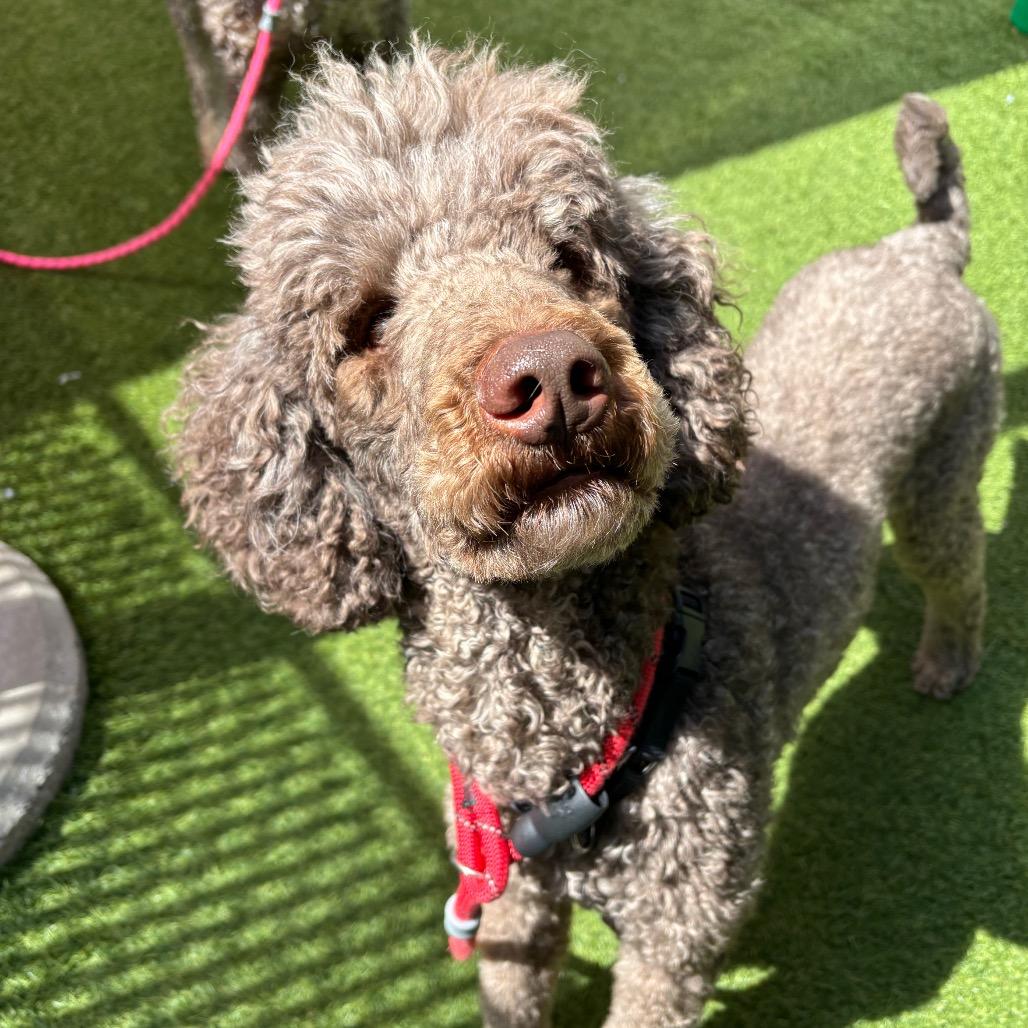 Spike, a Adoptable Standard Poodle in Washington Township, OH image 1/4