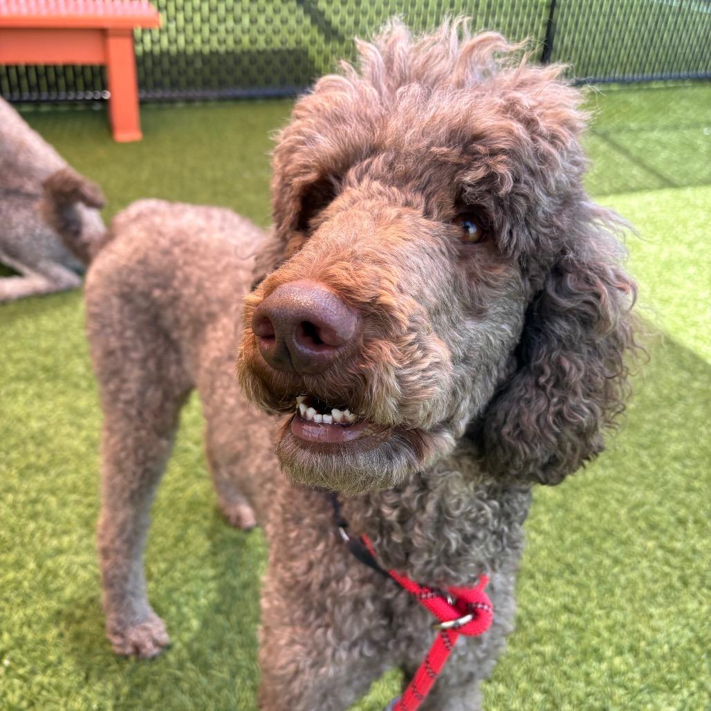 Spike, a Adoptable Standard Poodle in Washington Township, OH image 2/4