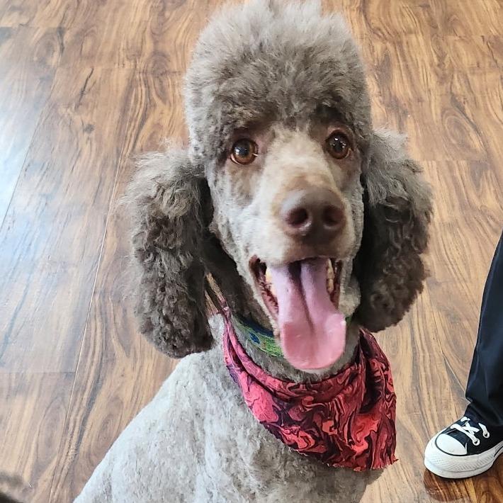 Spike, a Adoptable Standard Poodle in Washington Township, OH image 3/4
