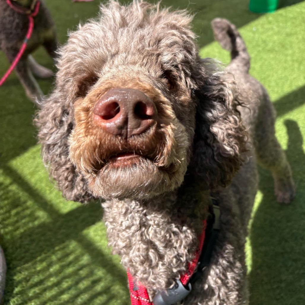 Spike, a Adoptable Standard Poodle in Washington Township, OH image 4/4