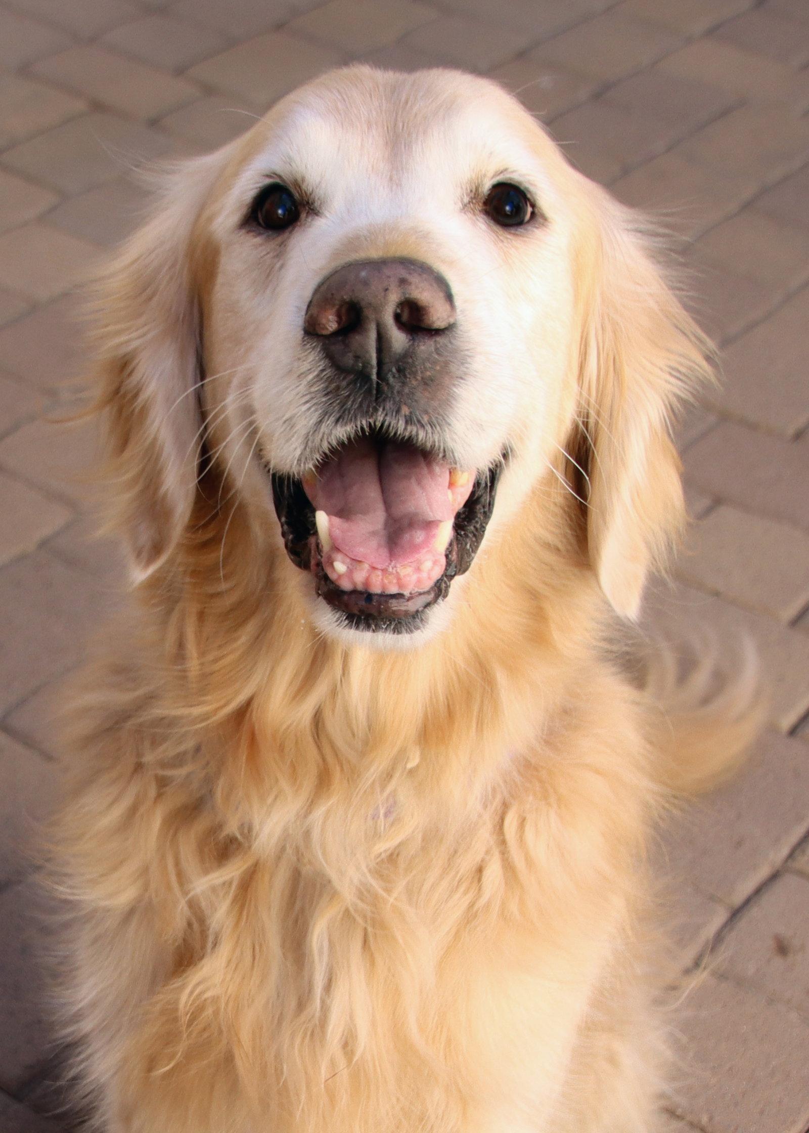 Jackson, Adopted, Adult Male Golden Retriever.