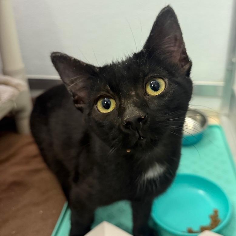 Ray Ray, a Adoptable Domestic Short Hair in Ojai, CA image 1/2