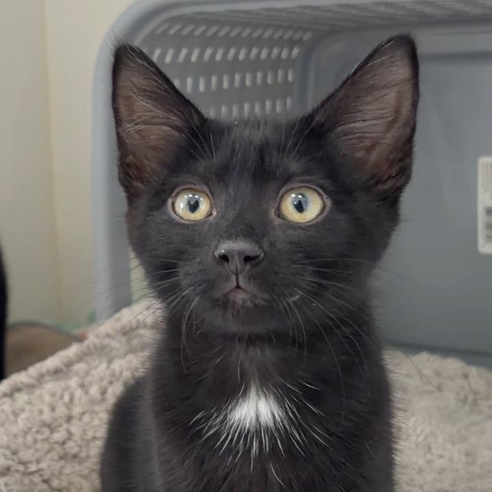 Ray Ray, a Adoptable Domestic Short Hair in Ojai, CA image 2/2