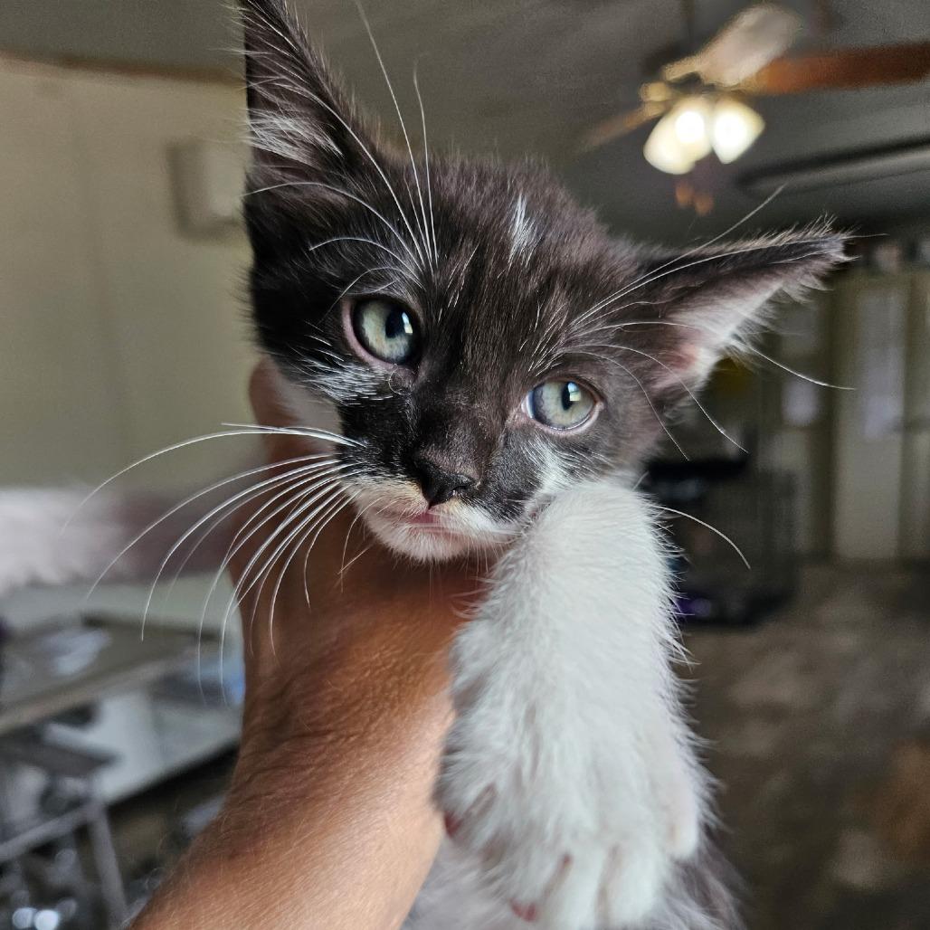 Betty, Adoptable, Kitten Female Domestic Short Hair.
