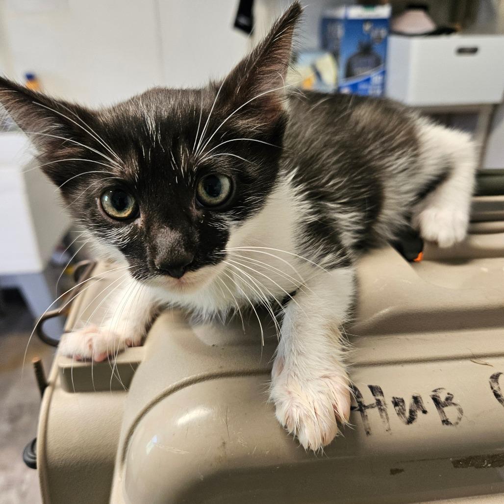Enlarge Betty, a Adoptable Domestic Short Hair in Hattiesburg, MS image 2/2