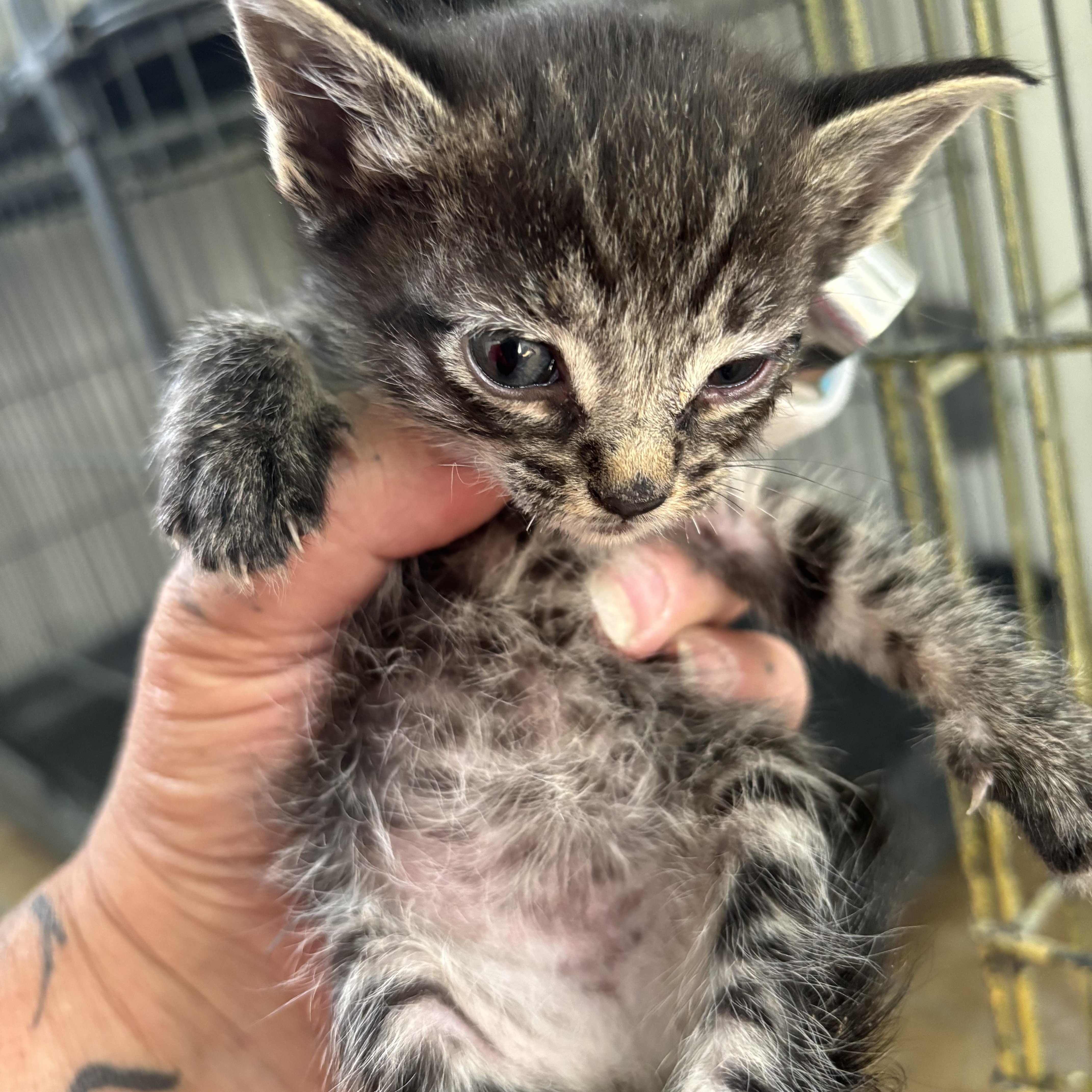 Moon, ADOPTABLE, Kitten Female Domestic Short Hair.