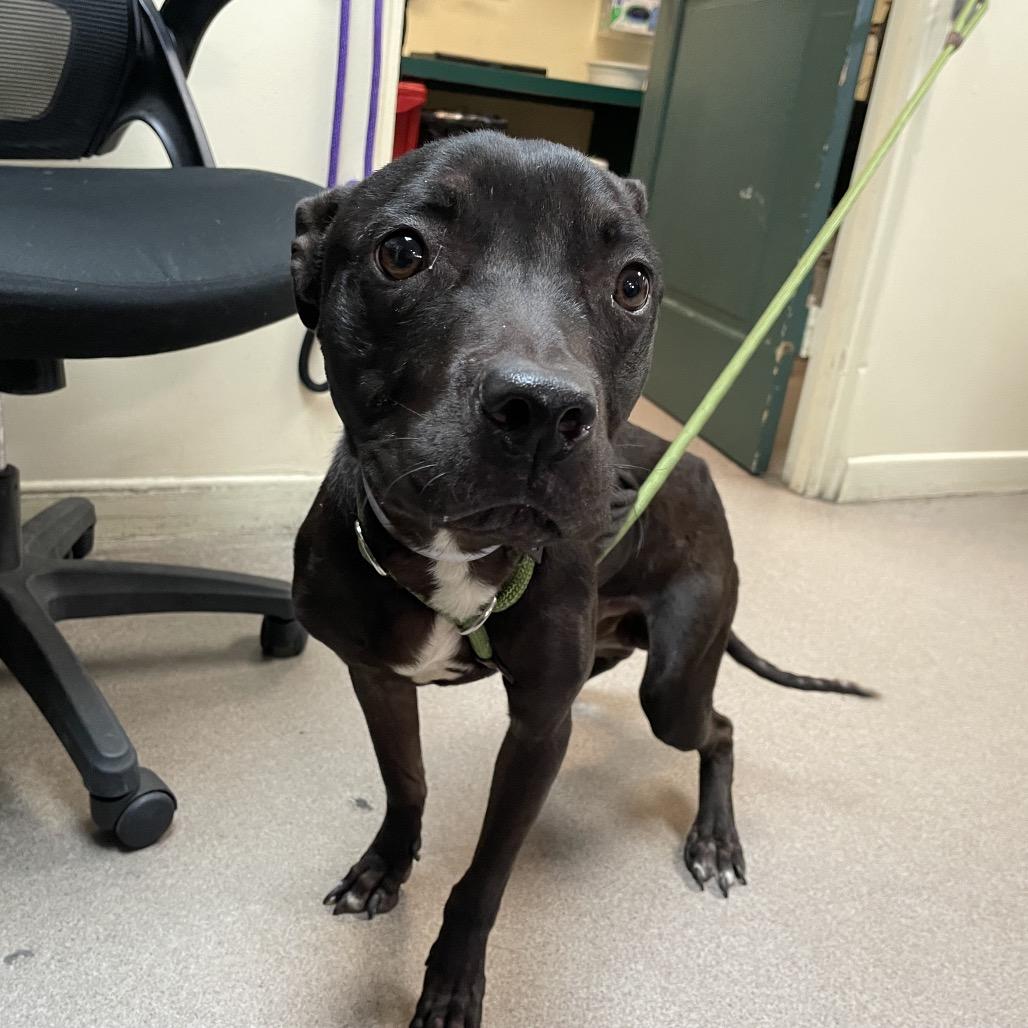 Seal, Adoptable, Adult Male Pit Bull Terrier.