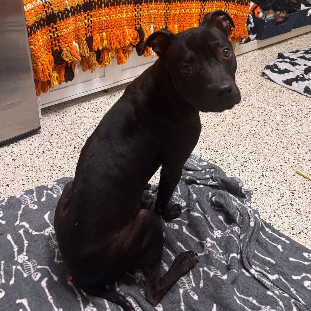 Enlarge Seal, a Adoptable Pit Bull Terrier in Pasadena, CA image 2/2