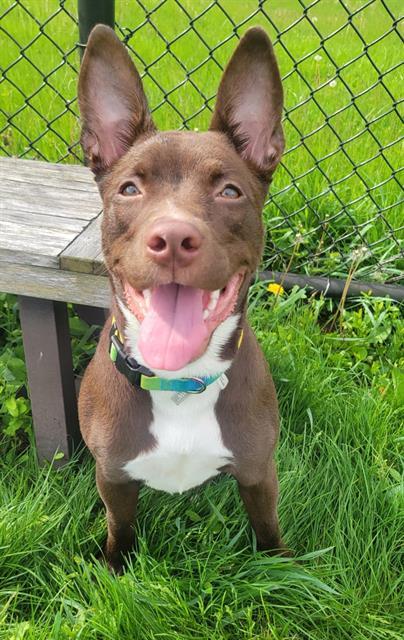 ZIVA, Adoptable, Young Female Australian Kelpie & Mixed Breed.